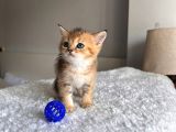 Orjinal Bebi̇şler