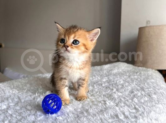 Orjinal Bebi̇şler görsel