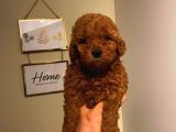Pasaportlu Irk Ve Sağlik Garanti̇li̇ Toy Poodle Yavrumuz