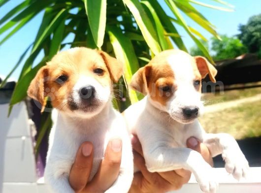 Muhteşem Güzellikte Jack Russel Yavrular görsel