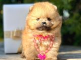 Safkan Teddy Bear Pomeranian Boo Yavrularımız