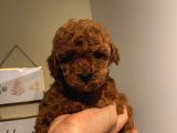 Aşılı Pasaportlu Toypoodle Bebeklerimiz
