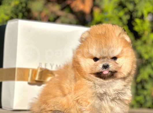 Safkan Teddy Bear Pomeranian Boo Yavrularımız görsel