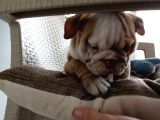 Egzotik İngiliz Bulldog Bebekler