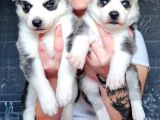 Sibirya Kurdu Yavrular (Bursa Köpek Okulu)