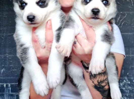 Sibirya Kurdu Yavrular (Bursa Köpek Okulu) görsel