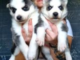 Sibirya Kurdu Yavrular (Bursa Köpek Okulu)