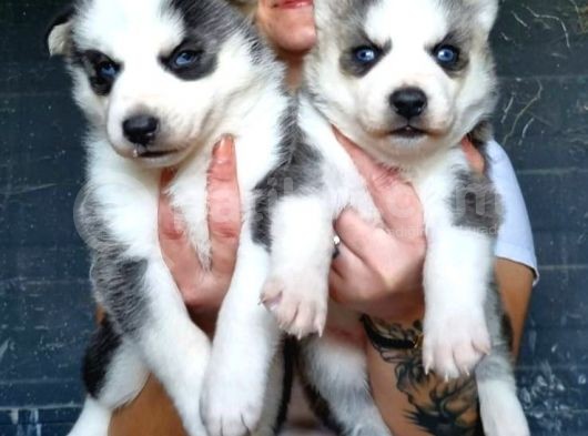 Sibirya Kurdu Yavrular (Bursa Köpek Okulu)