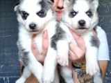 Sibirya Kurdu Yavrular (Bursa Köpek Okulu)