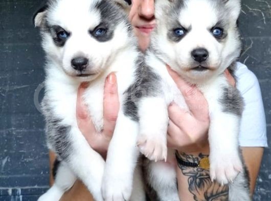 Sibirya Kurdu Yavrular (Bursa Köpek Okulu) görsel