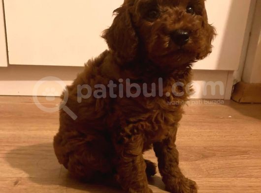 Sağlik Ve Irk Garanti̇li̇ Red Brown Toy Poodle Yavrularimiz görsel