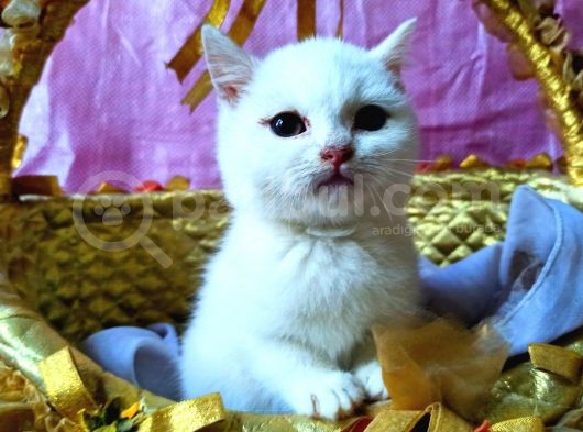 British Shorthair Pamuk Şeker Prens Bey Teslime Hazır