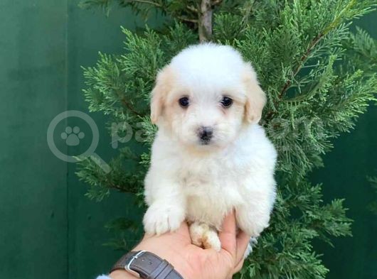Show Kalite Maltese Terier Bebekler görsel