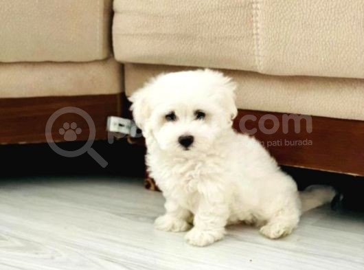 Show Kalite Maltese Terier Bebekler