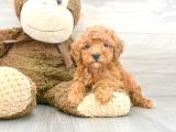 Sağlik Ve Irk Garanti̇li̇ Red Toy Poodle Yavrularimiz