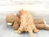Sağlik Ve Irk Garanti̇li̇ Red Brown Toy Poodle Yavrum