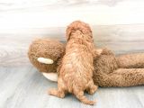 Sağlik Ve Irk Garanti̇li̇ Red Brown Toy Poodle Yavrularimiz