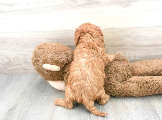 Sağlik Ve Irk Garanti̇li̇ Red Brown Toy Poodle Yavrularimiz görsel