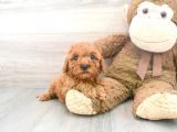 Sağlik Ve Irk Garanti̇li̇ Red Brown Toy Poodle Yavrularimiz