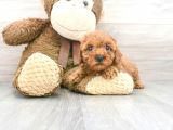 Sağlik Ve Irk Garanti̇li̇ Red Brown Toy Poodle Yavrularimiz