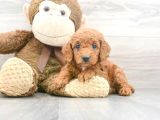 Sağlik Ve Irk Garanti̇li̇ Red Brown Toy Poodle Yavrum