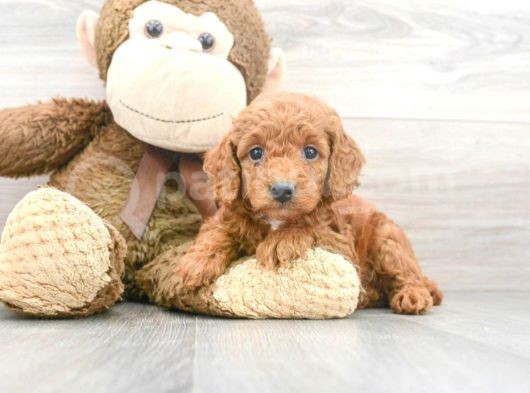 Sağlik Ve Irk Garanti̇li̇ Red Brown Toy Poodle Yavrum görsel