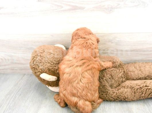 Sağlik Ve Irk Garanti̇li̇ Red Brown Toy Poodle Yavrum görsel