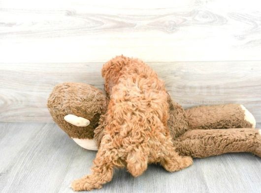 Sağlik Ve Irk Garanti̇li̇ Red Brown Toy Poodle Yavrularimiz görsel