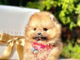 Safkan Pomeranian Boo Yavrularımız