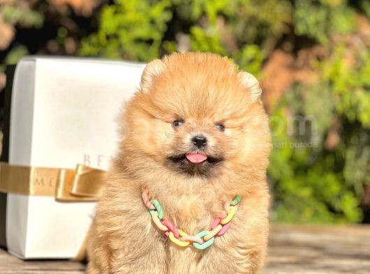 Safkan Pomeranian Boo Yavrularımız görsel