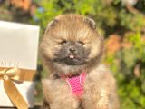 Safkan Pomeranian Boo Yavrularımız