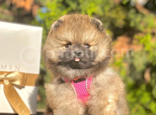 Safkan Pomeranian Boo Yavrularımız görsel