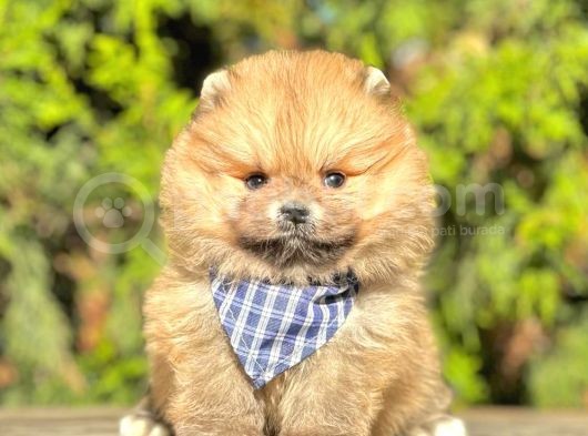 Safkan Pomeranian Boo Yavrularımız görsel