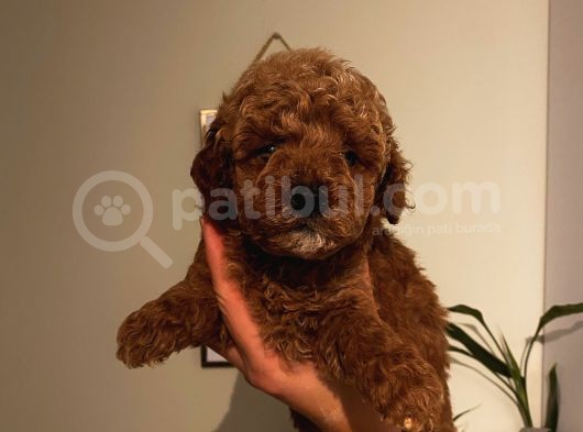 Ev Ortamında Büyüyen Poodle Yavrularımız görsel