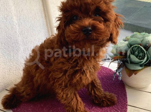 Ev Ortamında Büyüyen Poodle Yavrularımız görsel