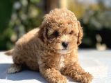 Sevimli Toy Poodle Bebekler