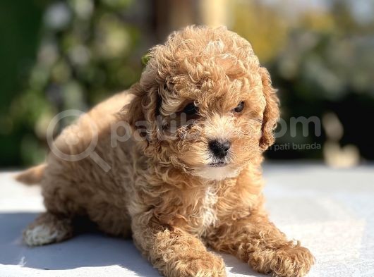 Sevimli Toy Poodle Bebekler görsel