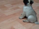 Muhteşem Güzellikte Pug Yavrumuz