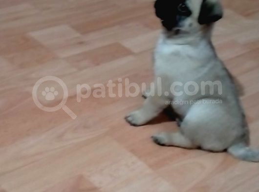 Muhteşem Güzellikte Pug Yavrumuz görsel