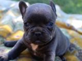 Blue French Bulldog Yavrular
