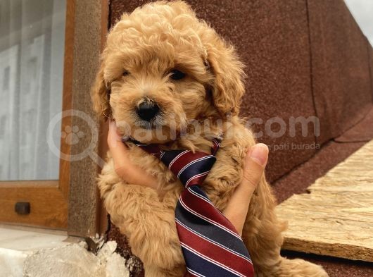 Sağlık Ve Irk Garantili Poodle Yavrularımız görsel