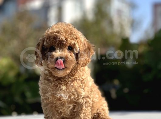 Sevimli Toy Poodle Bebekler