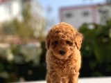 Red Mi̇ni̇ Toy Poodle Bebekler