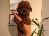Ev Ortamında Büyüyen Poodle Yavrularımız