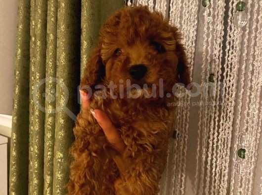 Sağlık Ve Irk Garantili Poodle Yavrularımız görsel