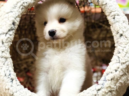 Orji̇nal Samoyed Bebekler görsel