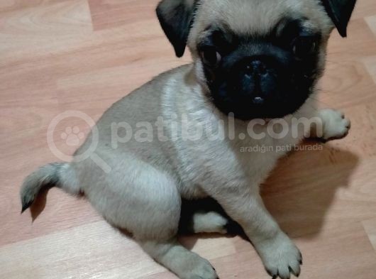 Muhteşem Güzellikte Pug Yavrumuz