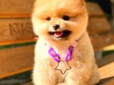 Gülen Yüz Kizimiz Pomerani̇an Boo