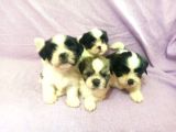 A Kalite Shih Tzu Yavrular