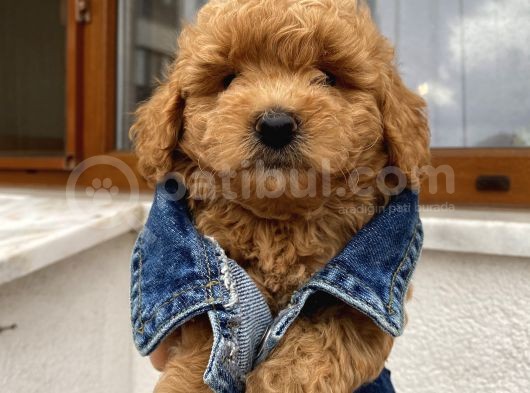 Sağlık Ve Irk Garantili Poodle Yavrularımız